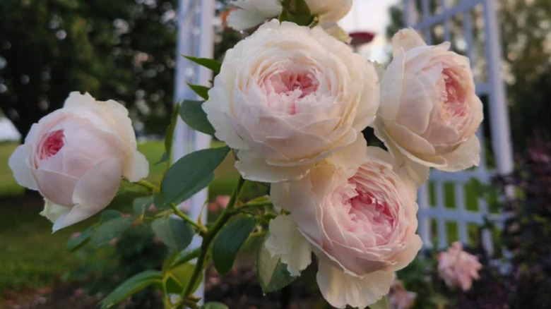 Pink roses growin on a long stem in front of a trellis in a garden