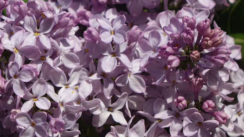 Close up of light purple "Miss Kim' lilac flowers in full bloom