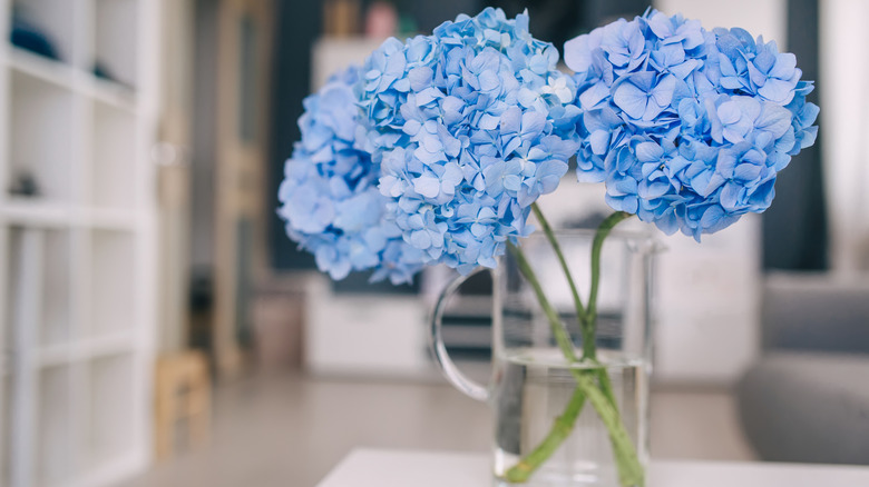 Blue hydrangeas in a vase of water.