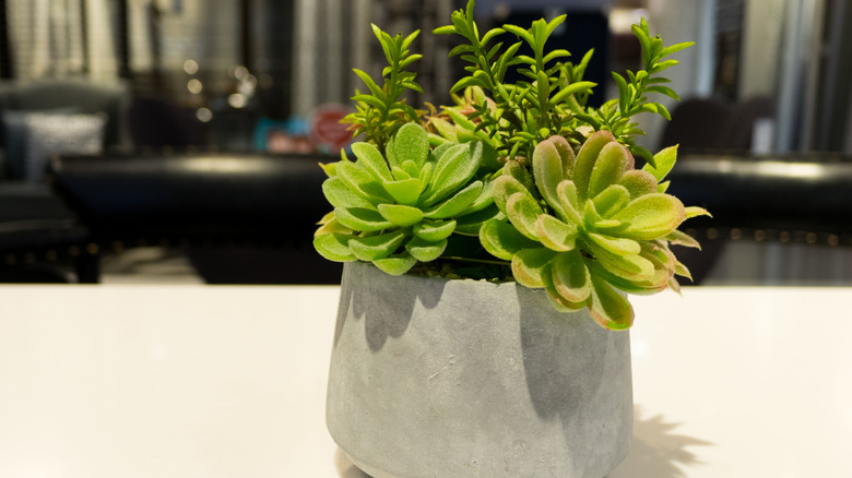 Potted succulent planter