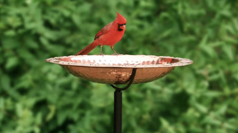 Cardinal sitting on a copper bird bath