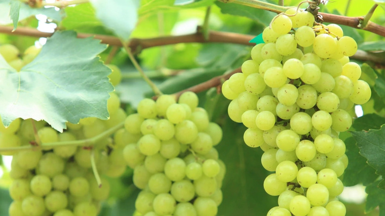 clusters of green grapes and leaves hanging from a vine