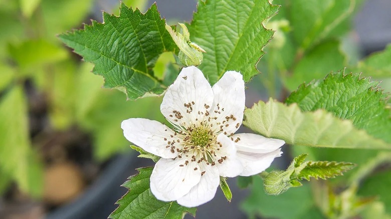a closeup of a blackberry flower