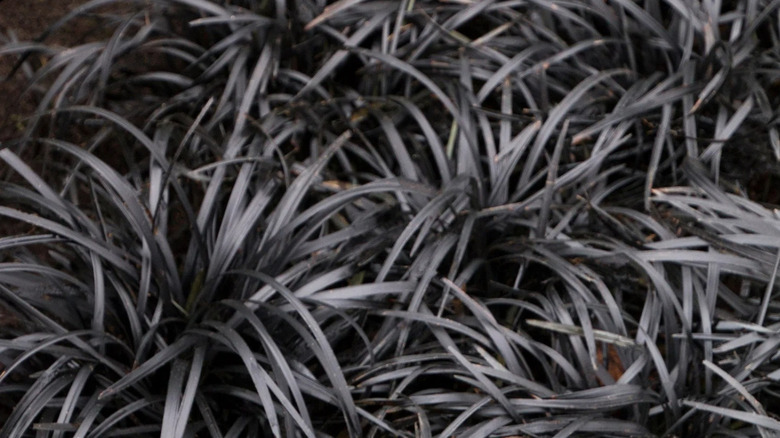 purple black leaves of black mondo grass