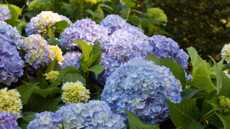 big leaf blue hydrangeas start out white and become bluer with the right pH