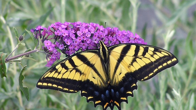bright pink flower of a butterfly bush with a swallowtail butterfly