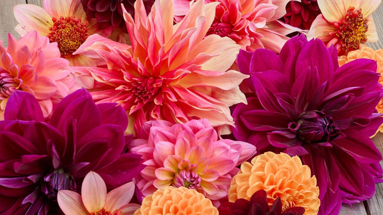 colorful peach and magenta dahlias with pink and yellow highlights and burgundy undertones