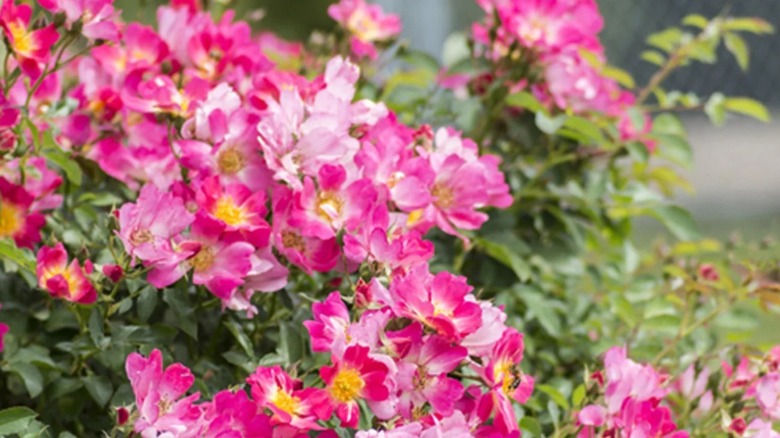 multiple shades of pink in colorful drift roses from costco