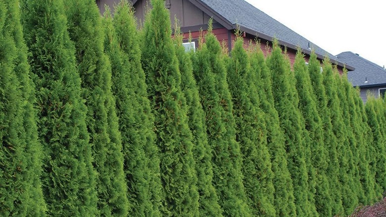 a privacy hedge of emerald green arborvitae works better than a fence