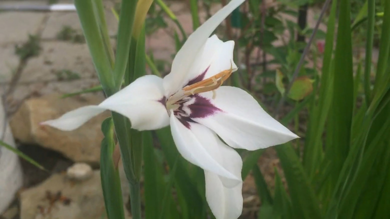 a closeup of a white Acidanthera 'Murielae' flower with dark purple centers and long stamens
