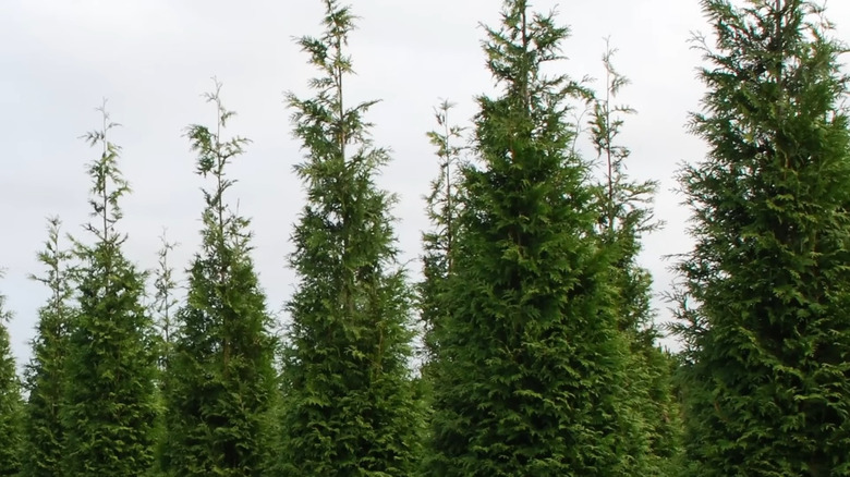 it's easy to see the rapid growth in a row of green giant thuja