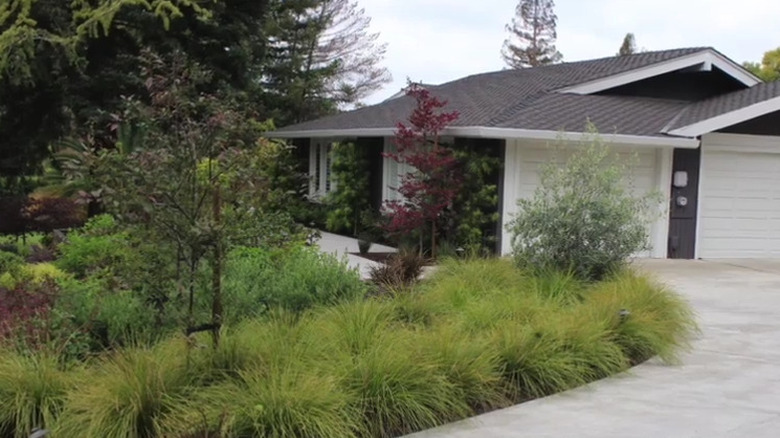a mass planting of lomandra breeze grass