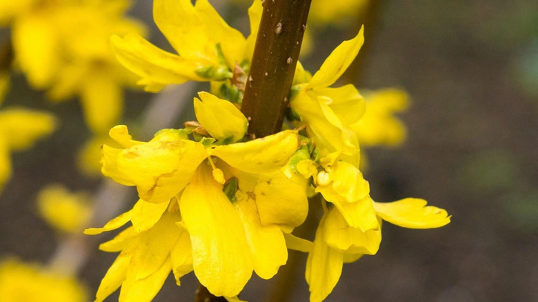 a closeup of a yellow forsythia blossom