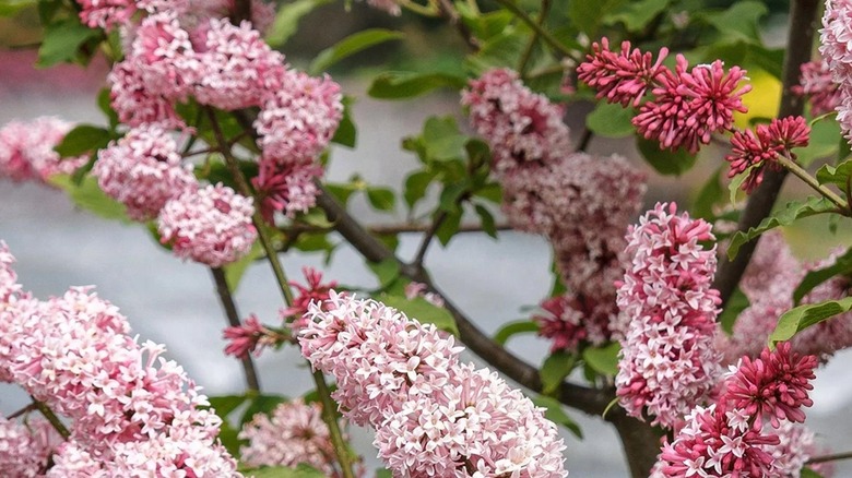 miss canada is a pink lilac with peach hues
