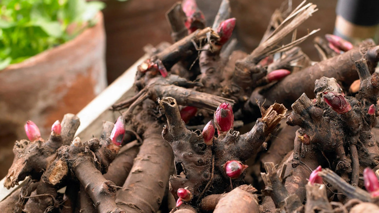 the eyes of peony plants are starting to sprout