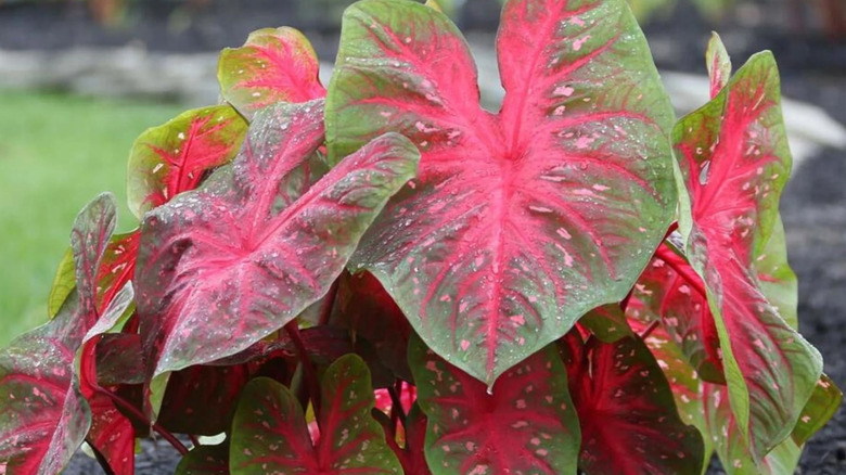 the multi color leaves of caladiums