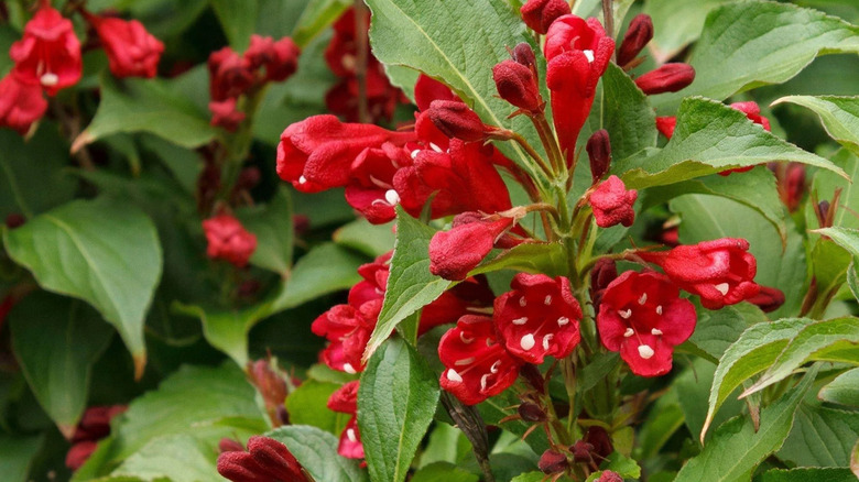bright red tubular flowers of red prince weigela