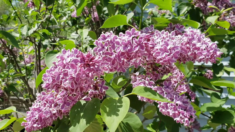 the violet red florets with white edges are strikingly different from traditional purple lilacs