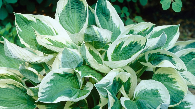 A large hosta plant with white outer edges on the leaves
