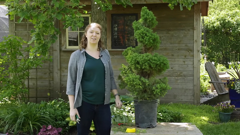 a woman prunes an alberta spruce to enhance the spiral shape