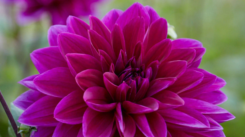 a vibrant pink dahlia that's almost completely unfolded