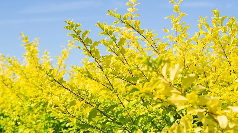 the bright foliage of ligustrum sunshine with a light blue sky in the background