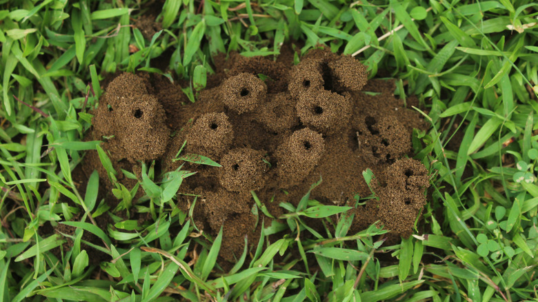 A collection of ant hills on a patch of grass