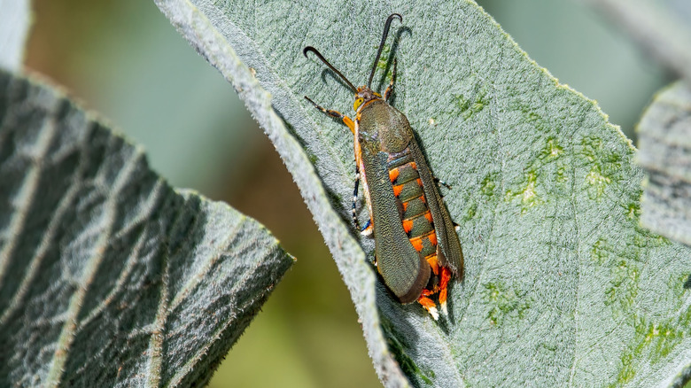 Squash vine borer on a leaf
