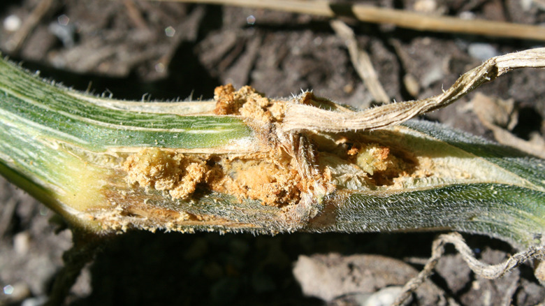 Squash vine borer damage on a vine