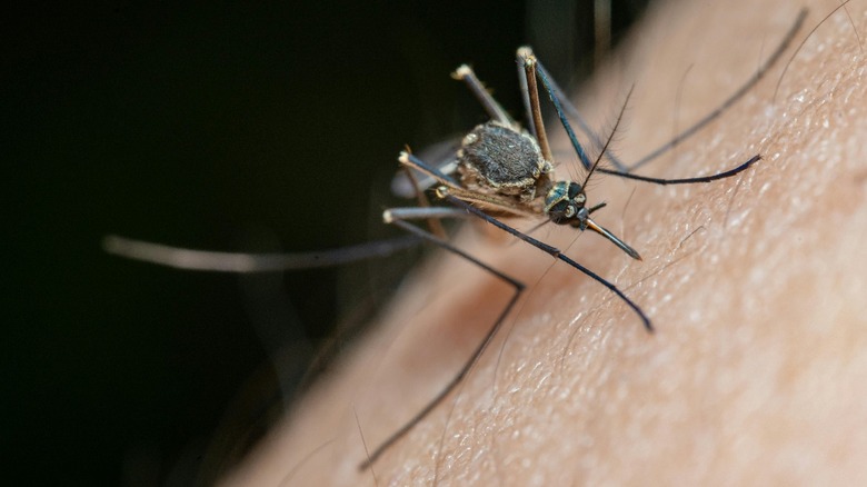 mosquito on human skin