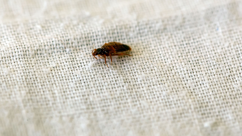 Close-up of a bed bug