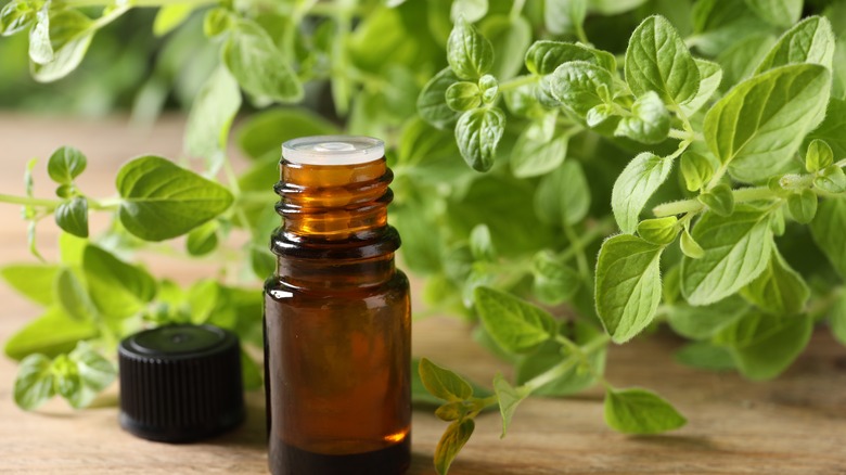 Bottle of essential oil with oregano sprigs in backdrop