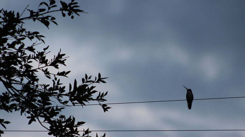 Hummingbird on wire before a storm