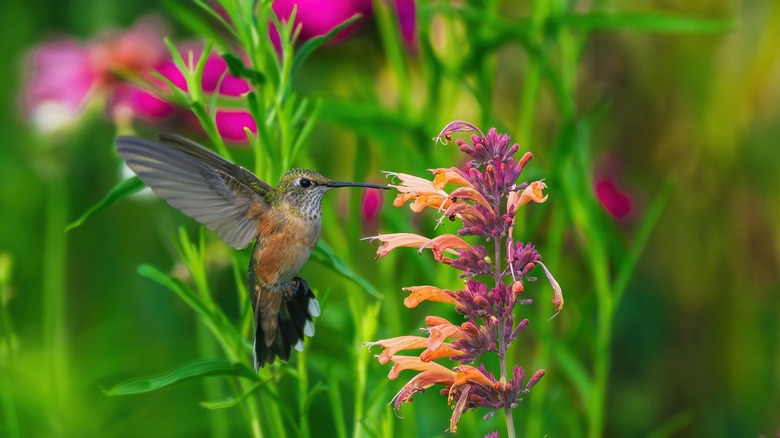 Hummingbird feeding from flower