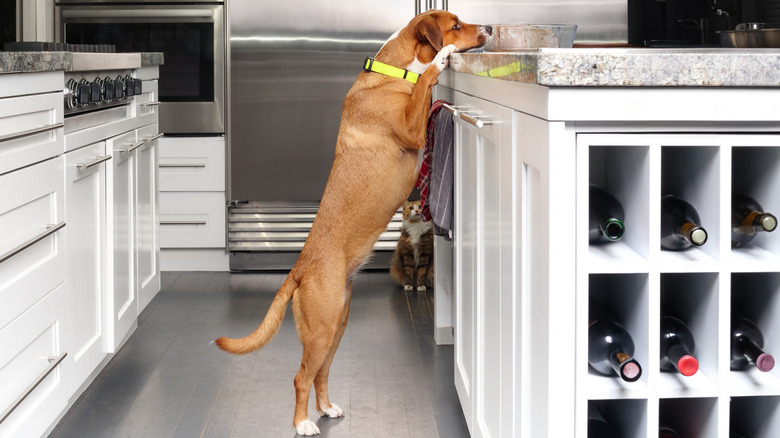 A dog leaning on a kitchen countertop attempting to get food with a cat watching in the background