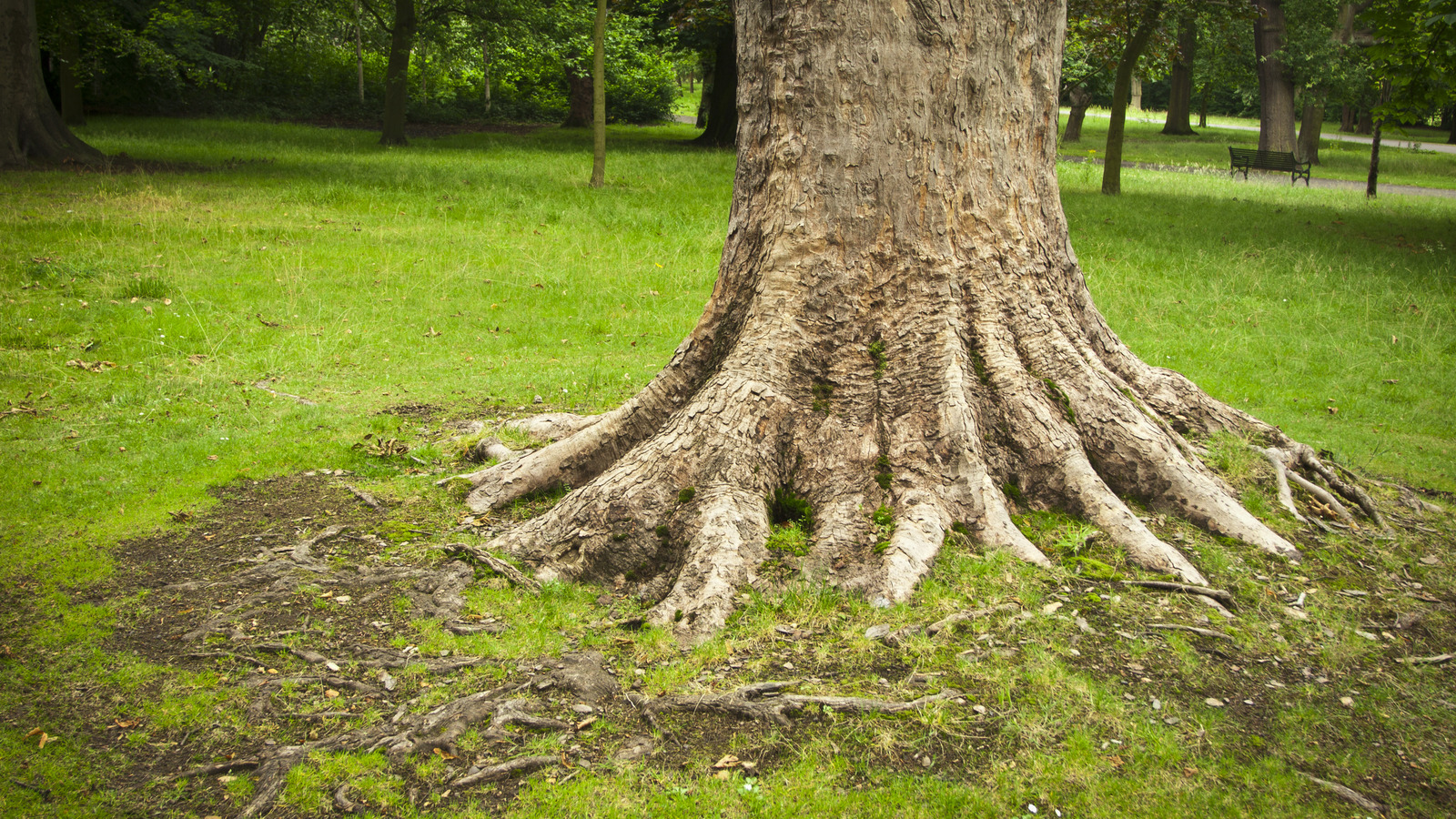 Cover Bare Tree Roots While Showing Off These Popular Garden Stunners