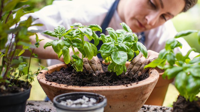 A person plants basil in a pot.