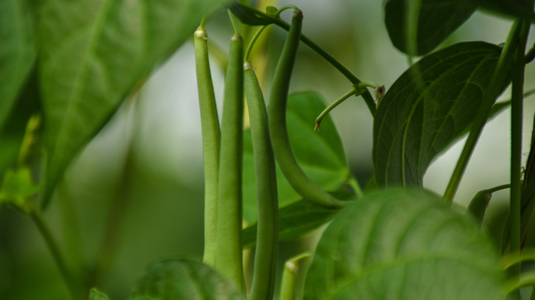 Bush beans grow in a garden.