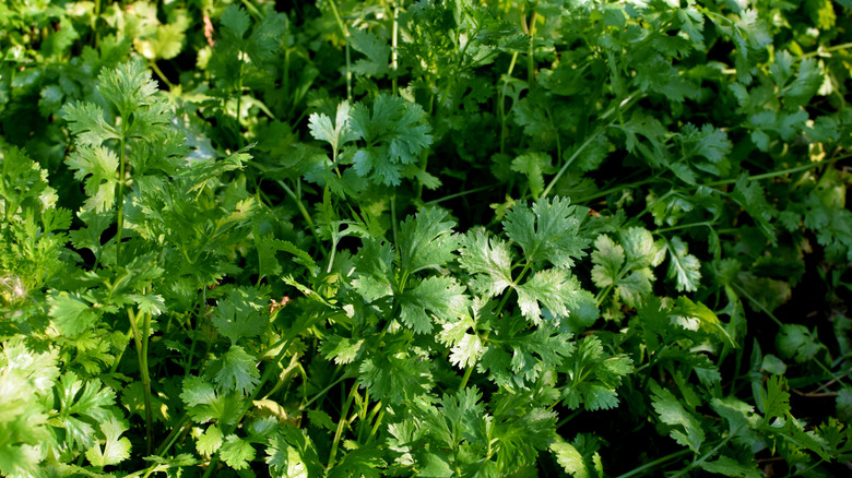 Cilantro grows in a garden.