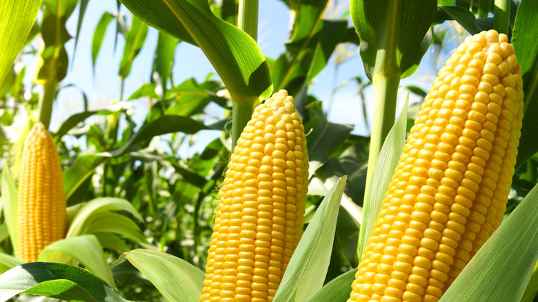 Ears of corn are ready to harvest.