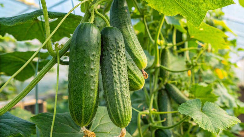 Cucumbers grow in a garden.