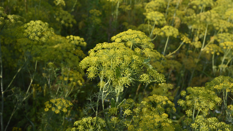 Dill grows in a garden.