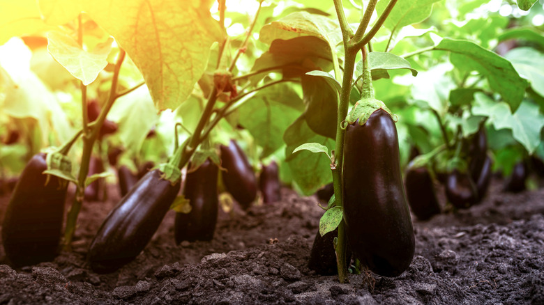 Eggplant grow in a garden.