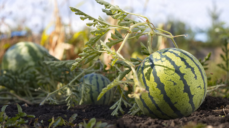 Watermelon grow in a garden.