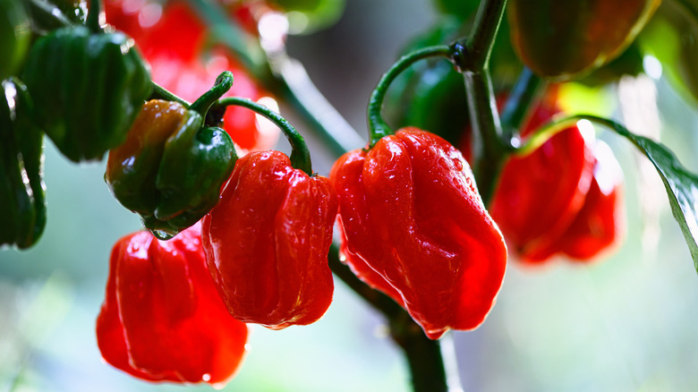 Peppers grow in a garden.