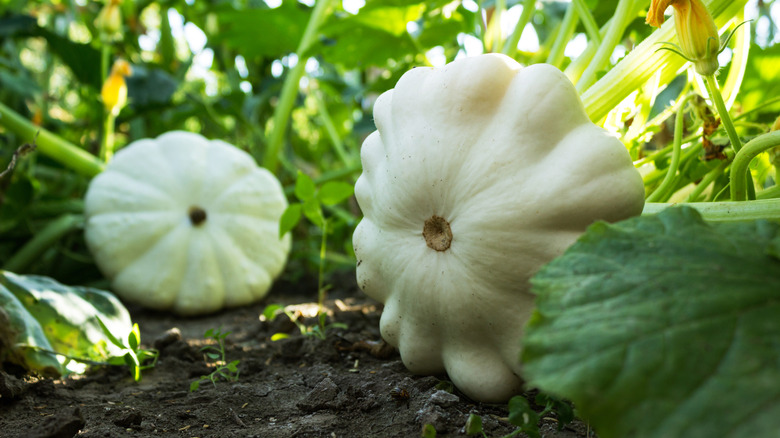 Pattypan squash grow in a garden.