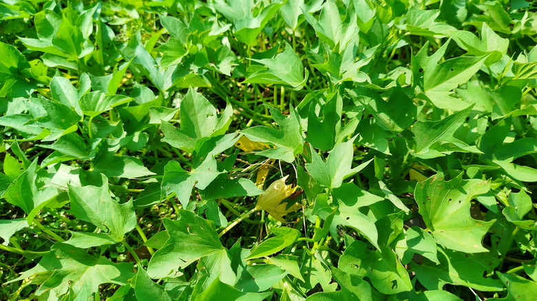 Sweet potatoes grow in a garden.