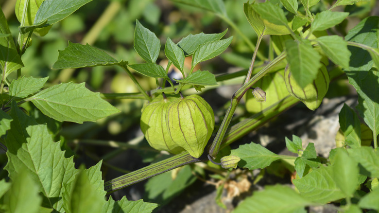 Tomatillos grow in a garden.