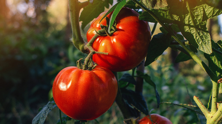 Tomatoes grow in a garden.