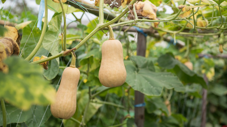 Butternut squash are ready for harvesting.